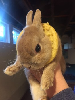 MurphWaffle - IMG_3996